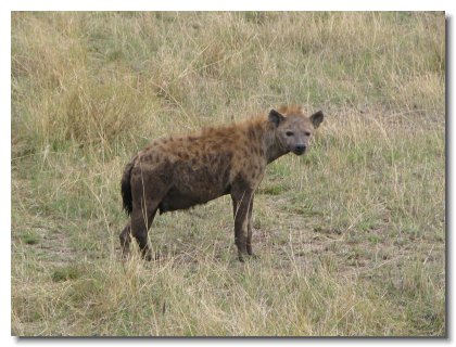 TA 04 - Spotted Hyaena